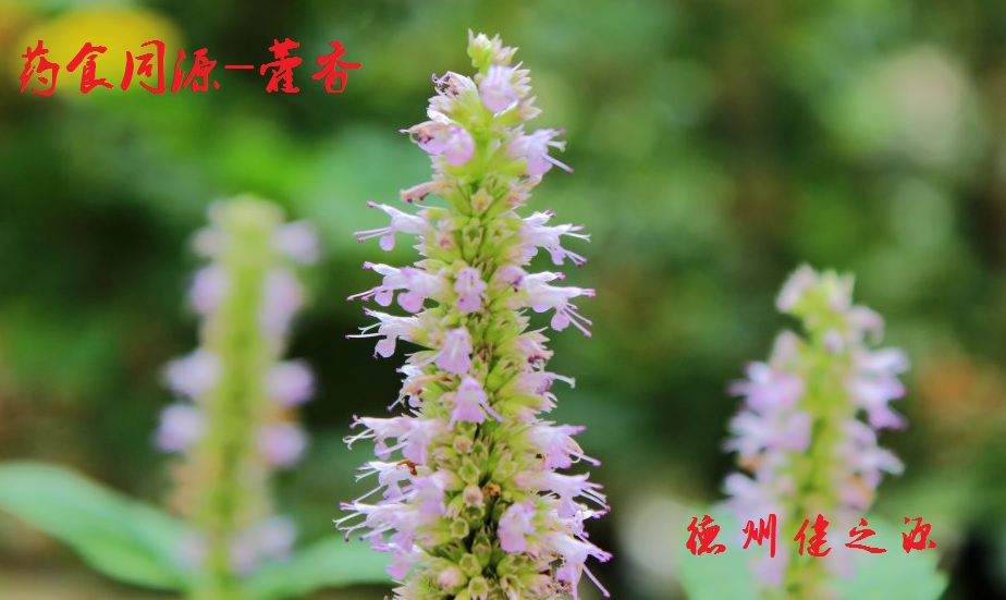 藿香薄荷茶，炎炎烈日的防暑茶