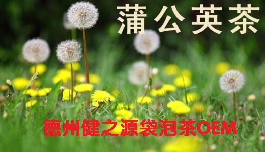 蒲公英茶，今天您喝了嗎？