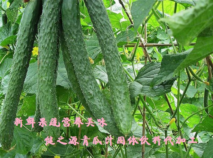 青瓜的六大營養(yǎng)價值，你知道嗎？
